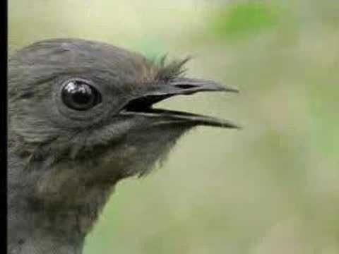 Lyre Bird Mimics Chainsaw, Car Alarm and More