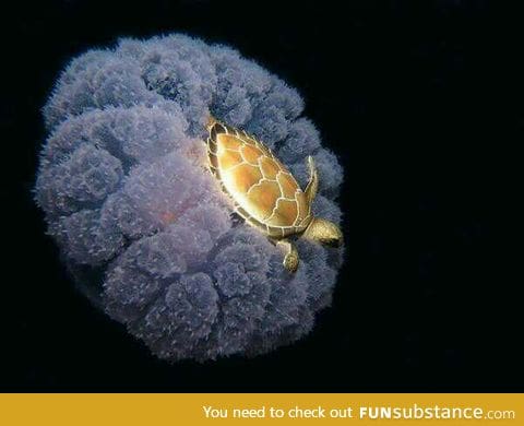 Turtle riding a jelly fish