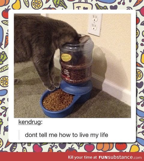 Cat food device fail