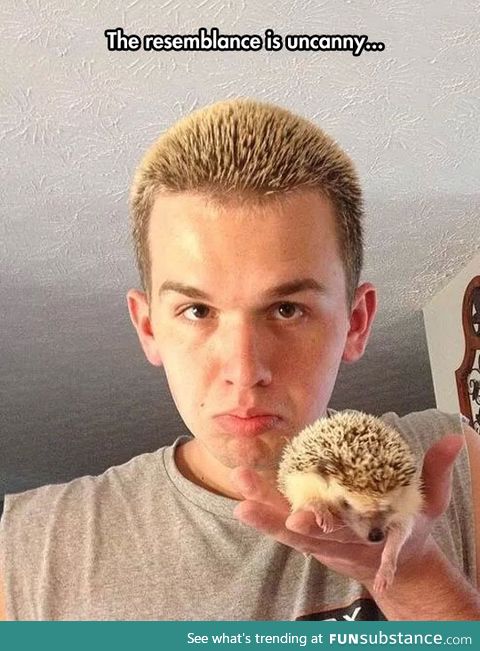 Hedgehog found a friend