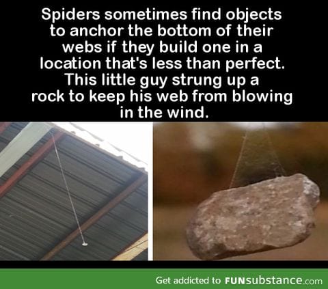 Spiders sometimes find objects to anchor the bottom of their webs