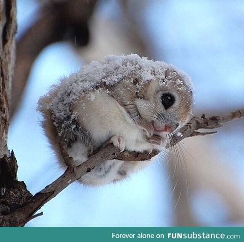 A Japanese dwarf flying squirrel