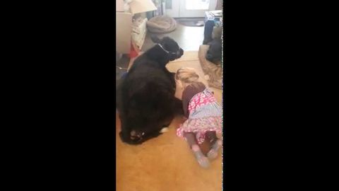 Little Girl Let Her Cow In The House Without Telling Her Mom