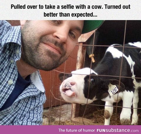 Cow selfie