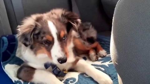 Adorable singing puppy loved Frozen!