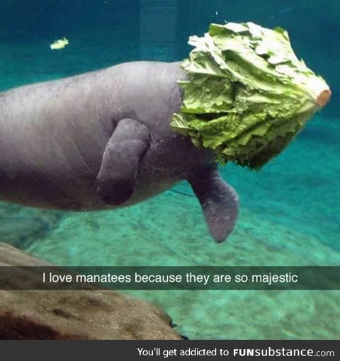 Manatee helmet