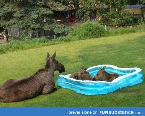 Twin moose calves in kiddie pool