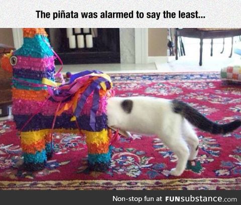 Exploring A Piñata, The Cat Way