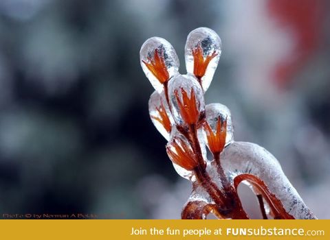 Flowers after ice storm