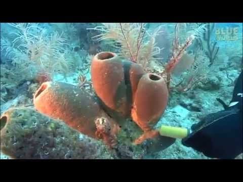 Corals produce a fascinating display when dye is sprayed around them