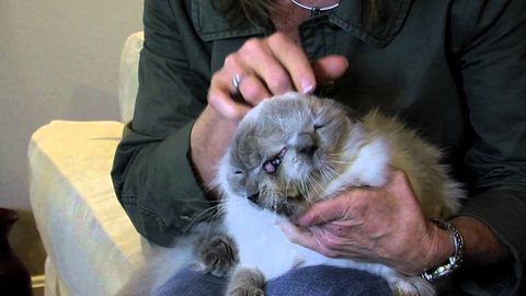 World's oldest 2 faced cat died :(
