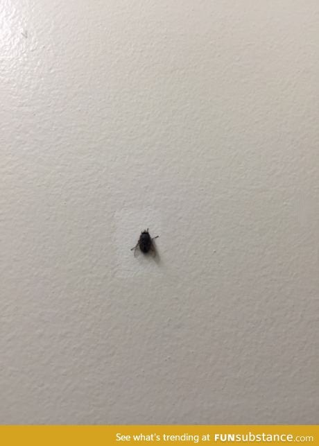 This fly hasn't moved in ten years at work. They paint around him