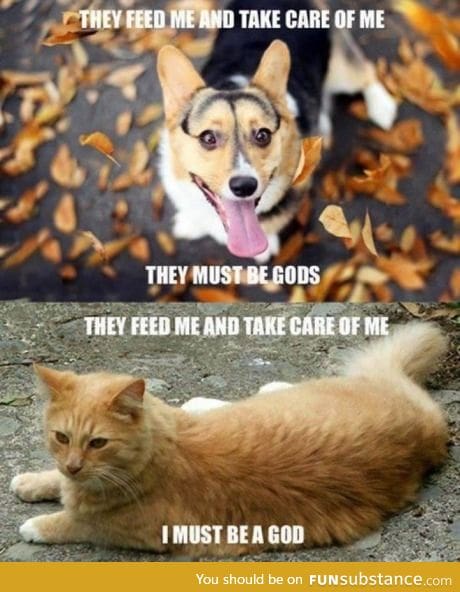 The mindset of a dog vs a cat