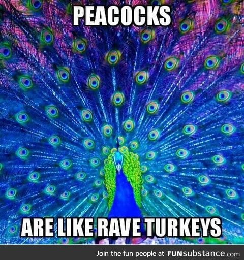 Rave Turkeys