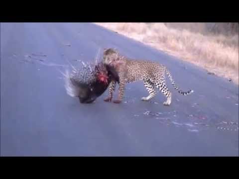 Leopard kills a porcupine. Interesting approach