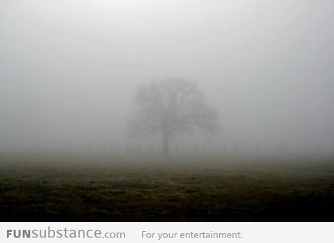 Look beyond the mist, what do you see?