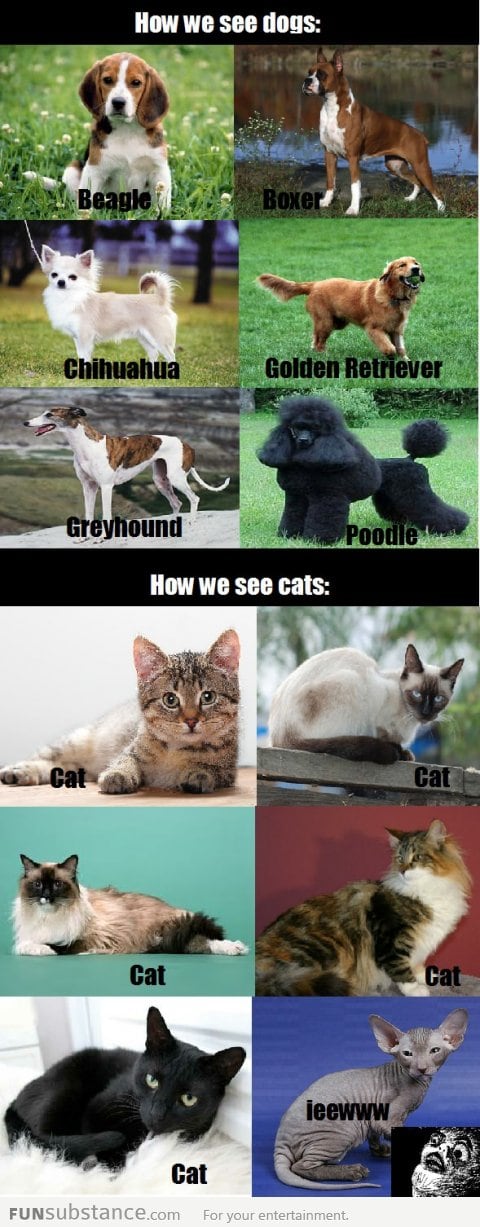 How I see cats and dogs