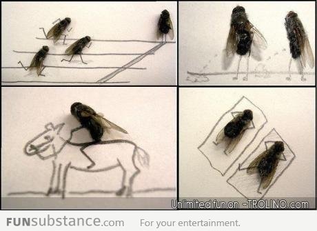 Art with flies