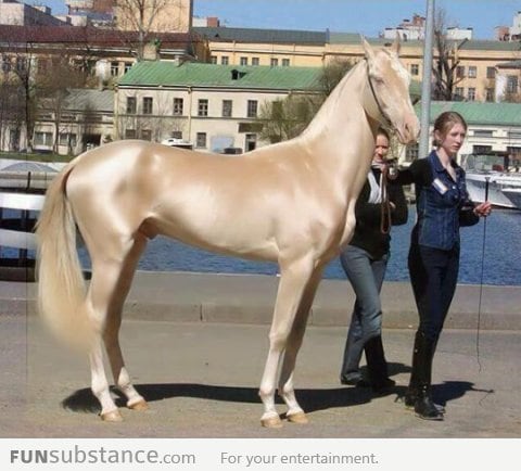 The most beautiful horse in the world