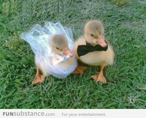 Baby ducks getting married