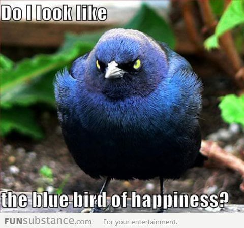 Bird of Happiness?