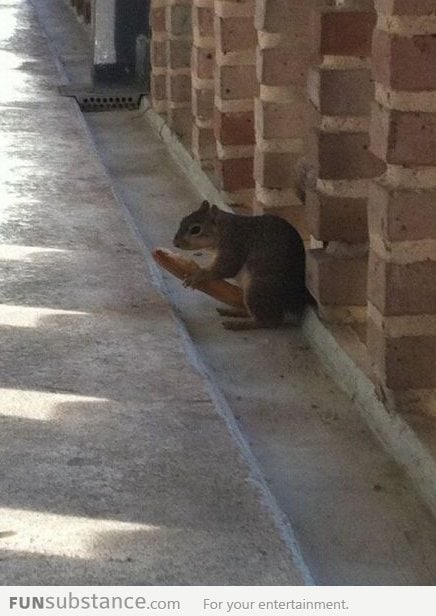 Inappropriate Squirrel