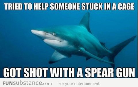 Is tough being a shark...