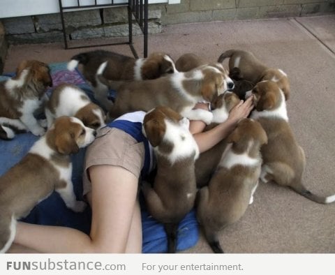 A pile of puppies attacking a helpless human