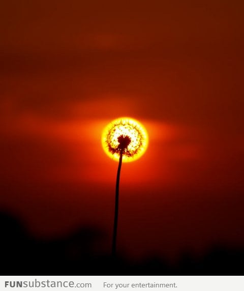 Aligned Dandelion