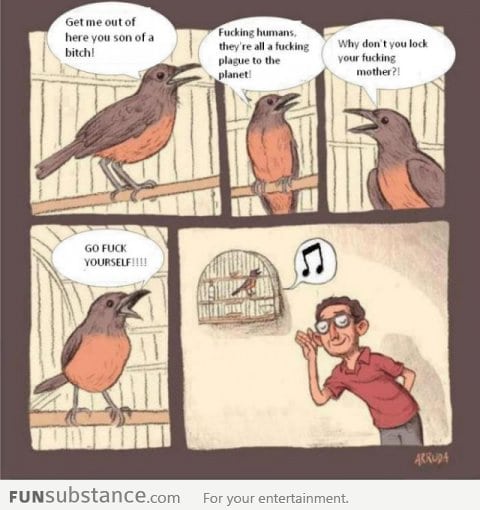 What birds are actually saying