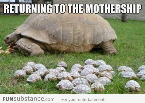 Baby Tortoises Returning To Mothership