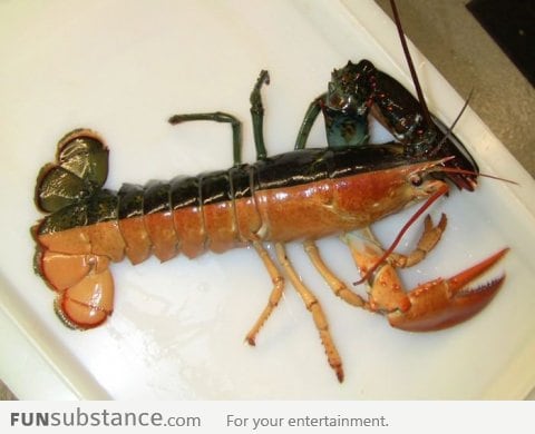 This lobster is half black, half orange. 1 in 20 million chance