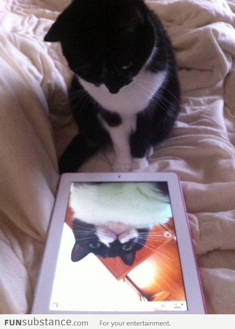 Cat discovers himself