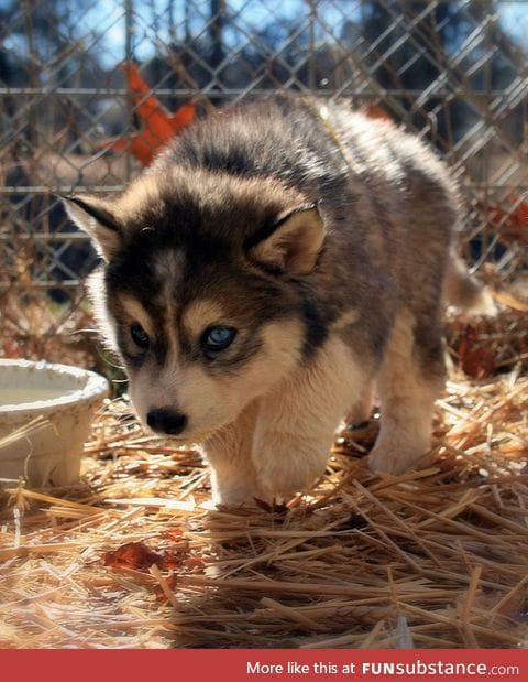 Big paws in the fall