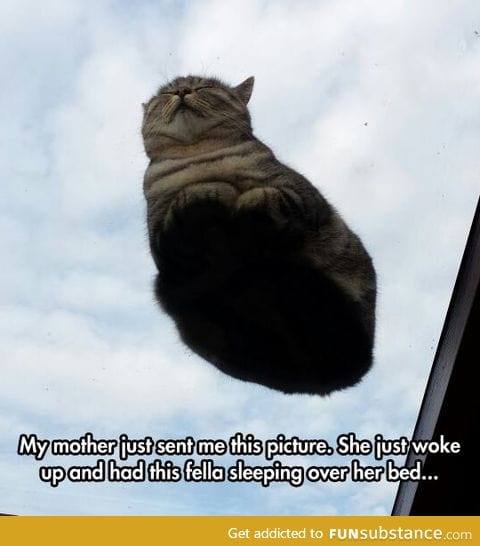 Hover cat is back