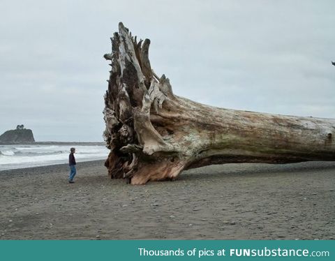 Sequoia driftwood