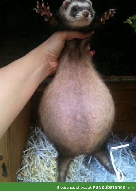 Pregnant ferret looks like this