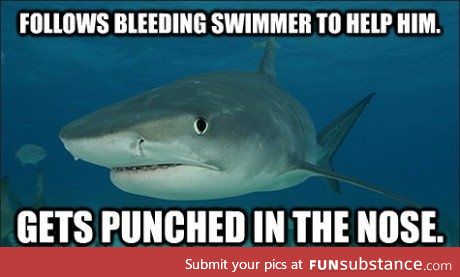 Misunderstood shark