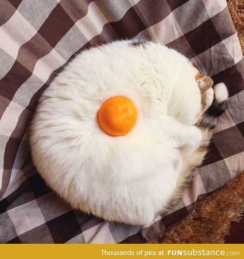 Kitty wanted to be a fried egg