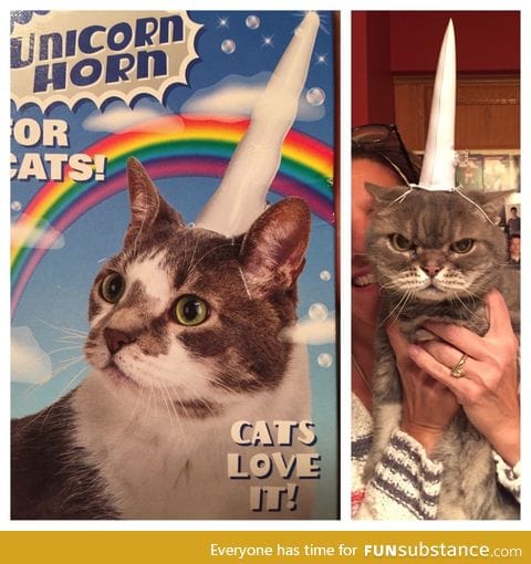 Cats love being a unicorn