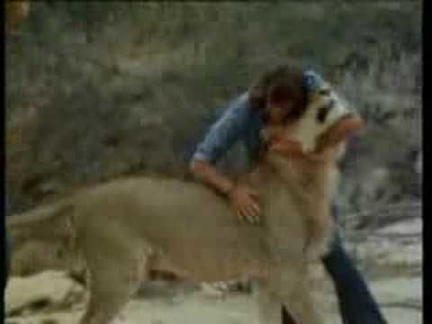 Christian the lion - still one of the most touching reunions I've ever seen