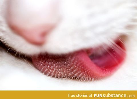 Cat tongue macro