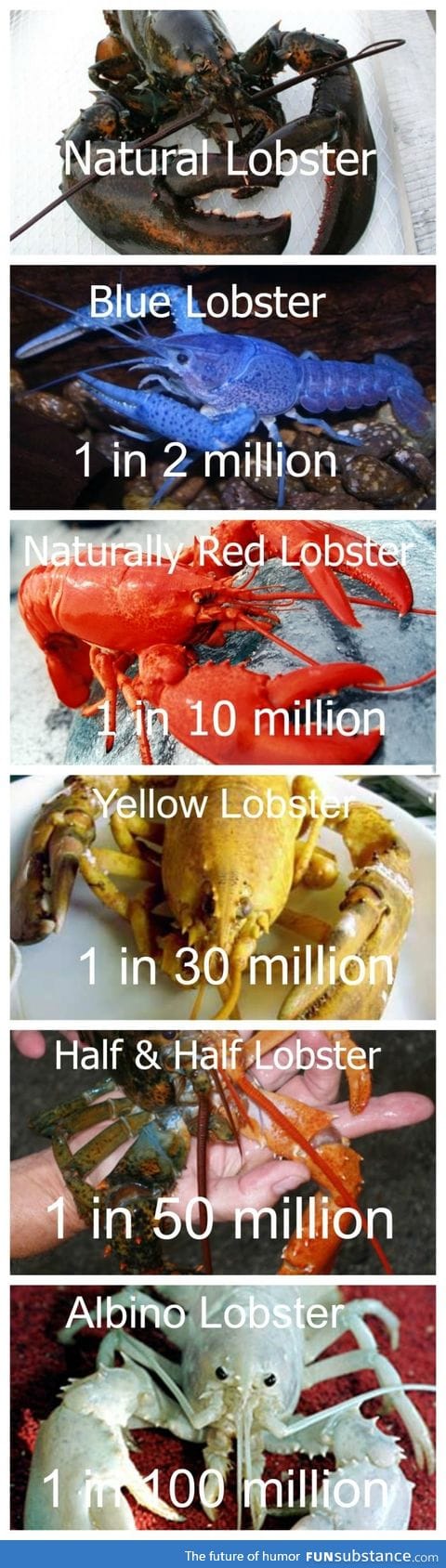 Super rare lobsters