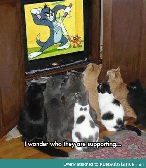 These guys love tom and jerry