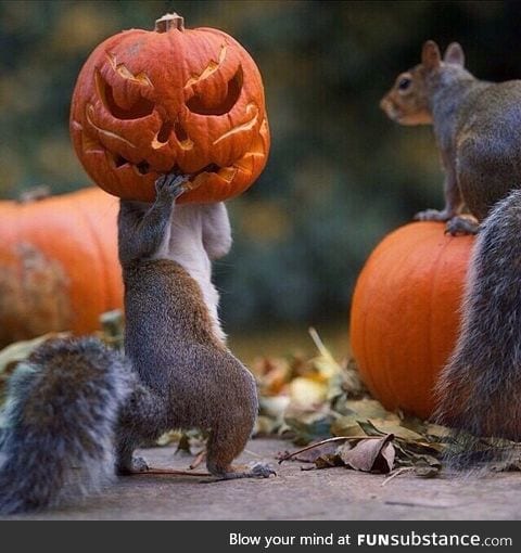 This squirrel is stealing a pumpkin