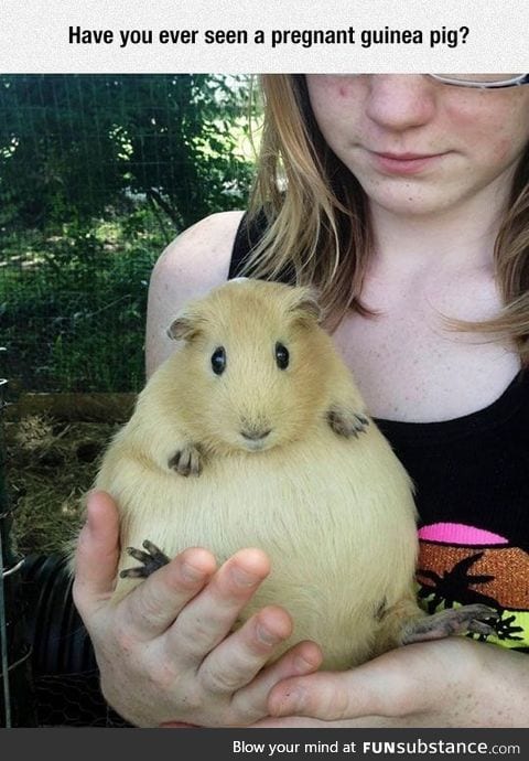 That's a big coconut.