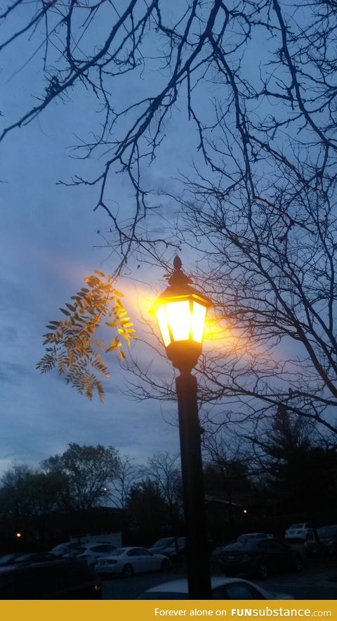 A lamp by my building is keeping this tree branch alive