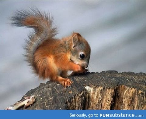 Day 38 of your daily dose of cute: I just realized how strange the word squirrel is