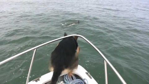 Overexcited dog jumps off boat to see some dolphins
