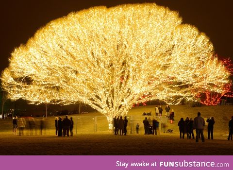 One hell of a lighted tree